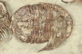 Plate Of Foulonia & Asaphellus Trilobites - Fezouata Formation #209726-7